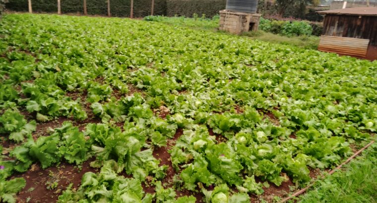 Lettuce for sale