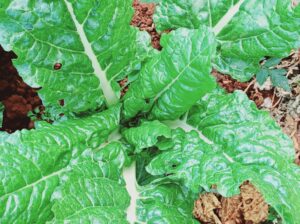 Fresh Organic Spinach