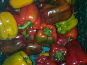 Coloured capsicum