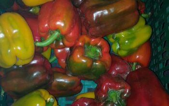 Coloured capsicum