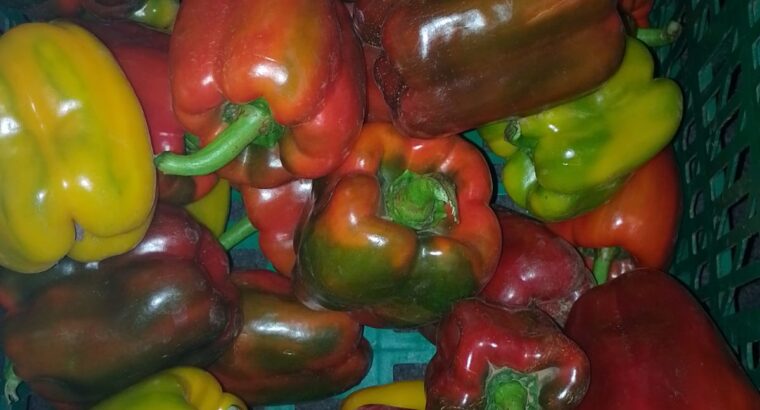 Coloured capsicum