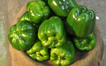 Capsicum for sale