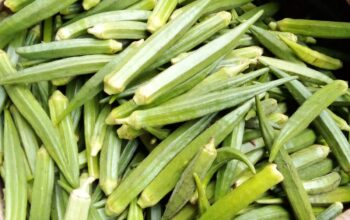 Fresh Okra ( Mabenda )