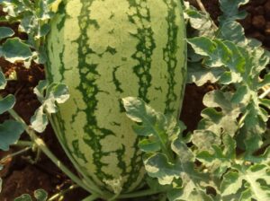 WATER MELON F1 SUKARI