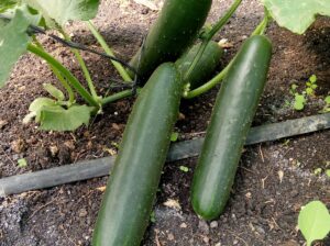 Mydas Cucumber