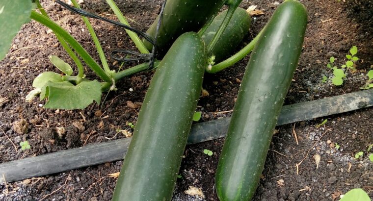 Mydas Cucumber