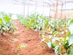 Colored capsicum