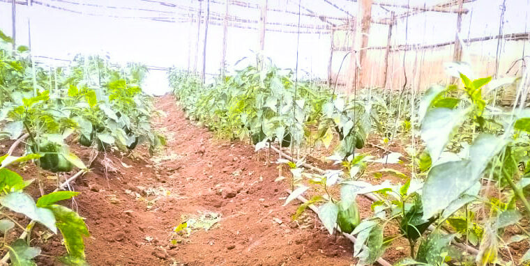 Colored capsicum