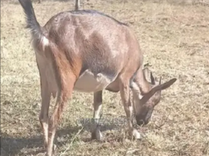 Dairy Goat for Healthy Milk