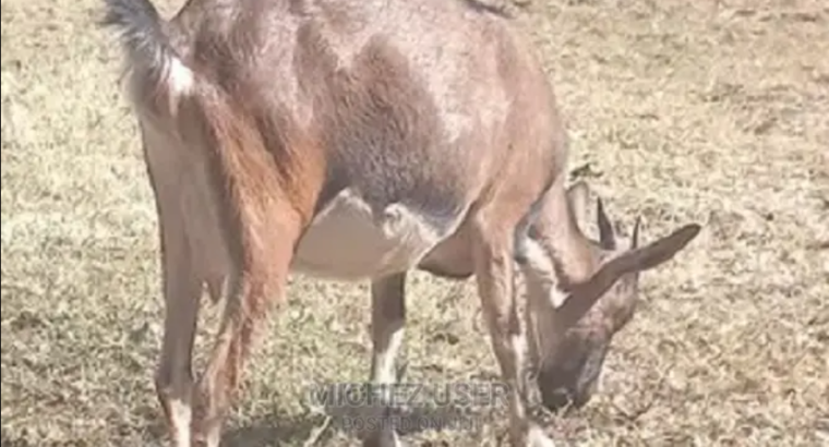 Dairy Goat for Healthy Milk