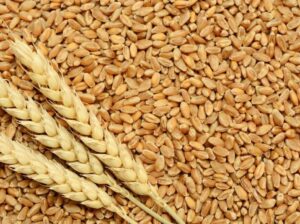 Great quality wheat