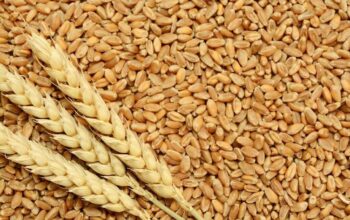 Great quality wheat