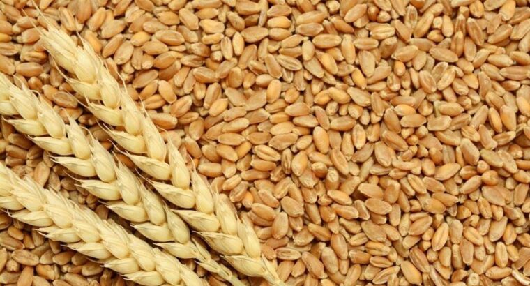 Great quality wheat