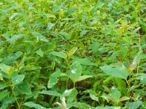 Blue Gum seedlings