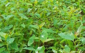 Blue Gum seedlings