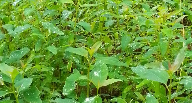 Blue Gum seedlings