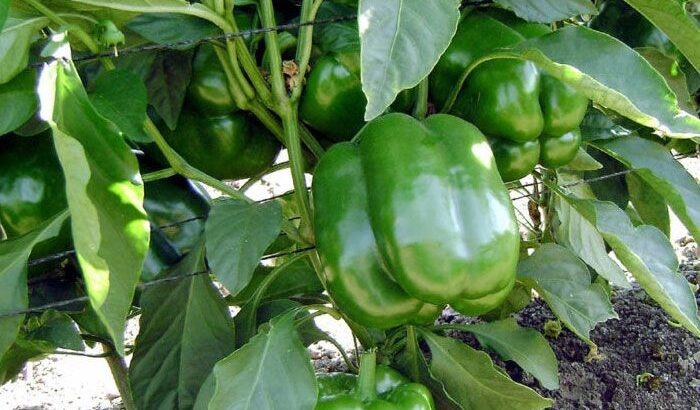 Fresh capsicums