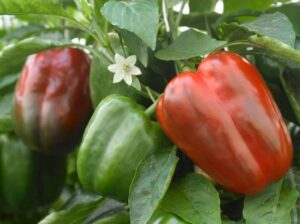 Fresh capsicums