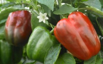 Fresh capsicums