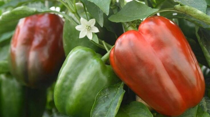 Fresh capsicums