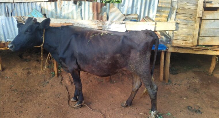 Incalf friesian