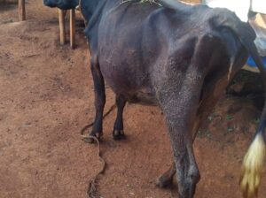 Incalf friesian