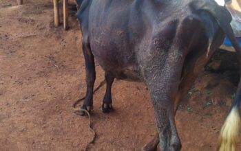 Incalf friesian