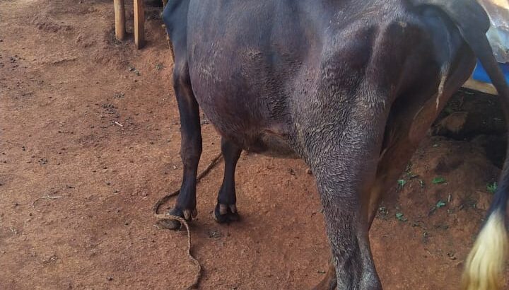 Incalf friesian