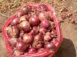 Red onions