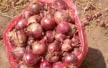 Red onions