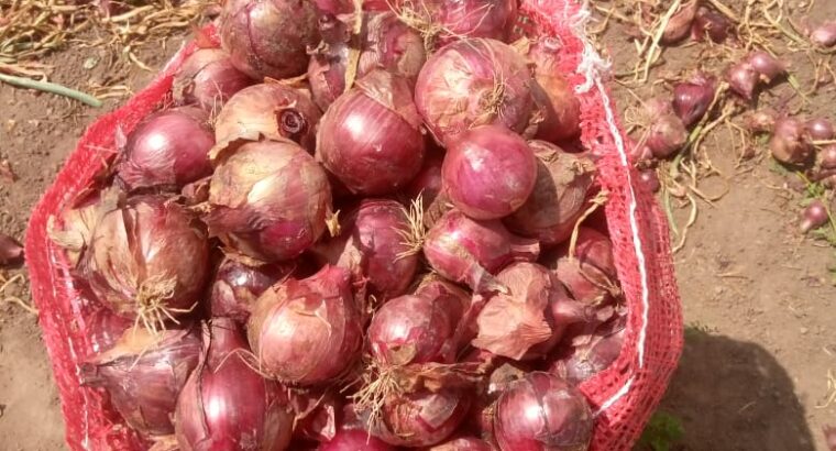 Red onions