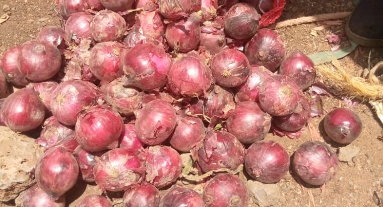 Red onions