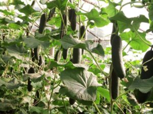 Fresh cucumbers