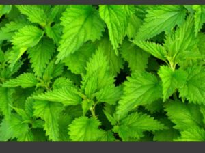 Stinging nettle