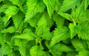 Stinging nettle