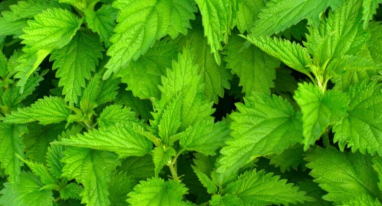 Stinging nettle