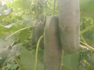 Fresh Cucumbers