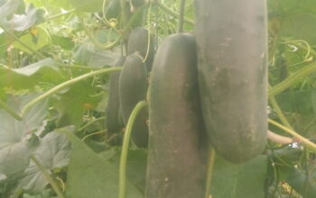 Fresh Cucumbers