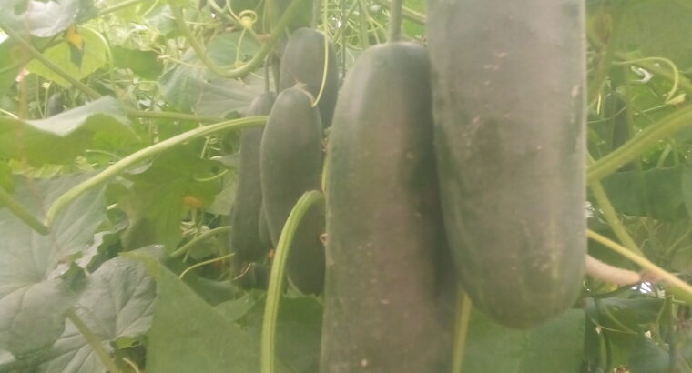 Fresh Cucumbers