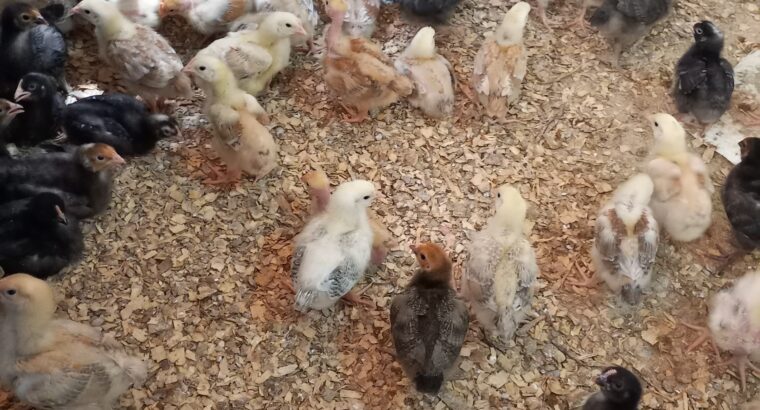 Kienyeji chicks