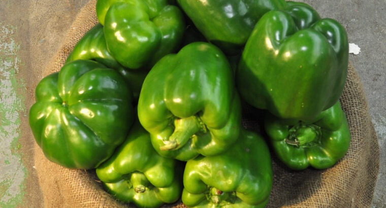 Fresh capsicum