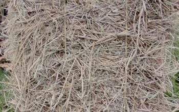 Boma Rhodes Hay For Sale