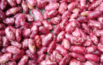 Rose coco beans