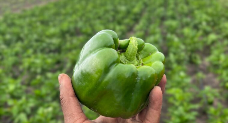 Capsicum