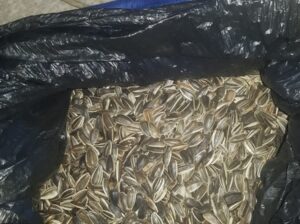 Sunflower Seeds