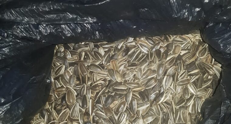 Sunflower Seeds