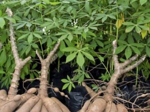 Cassava