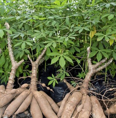 Cassava