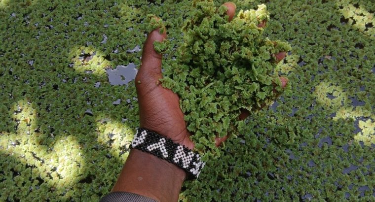 Azolla seeds available