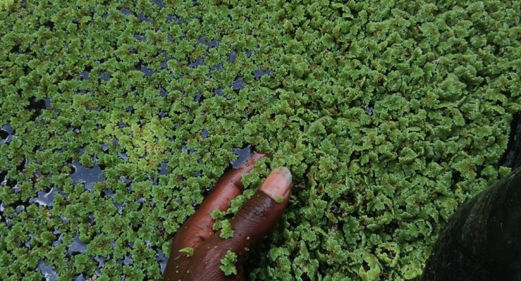 Azolla seeds available